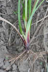 Greater bladder sedge